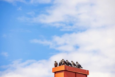Flock of Jackdaw (Coloeus monedula) birds perched on a chimney against the sky