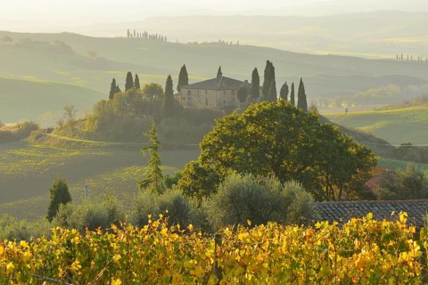A peaceful countryside scene featuring a stone building surrounded by cypress trees and vineyards