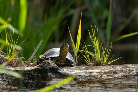 European pond turtle (Emys orbicularis), female, sunbathing, tree trunk, Lower Austria