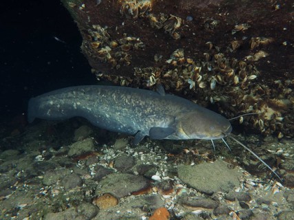 A catfish (Silurus glanis), Waller, swims under a stone covered with shells in a dark underwater