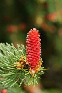 European spruce (Picea abies), inflorescence, female flower, becomes a spruce cone, Wilden, North
