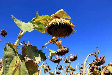 Romania, near Giurgiu in the south of the country, sunflowers ripe for the harvest, Europe