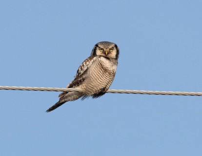 Hawk Owl (Surnia ulula), adult male, perched on electric power line, May, Finnish Lapland