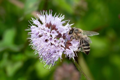 Honey bee (apis mellifera) on flower of water mint (Mentha aquatica), flowering, North