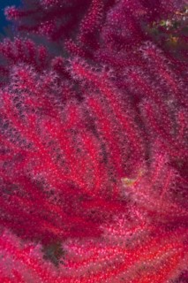 Close-up of Violescent sea-whip (Paramuricea clavata) with open polyps. Dive site Giens Peninsula,