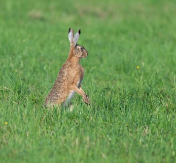 European hare (Lepus europaeus) standing on its hind paws in a meadow, European hare making a cone,