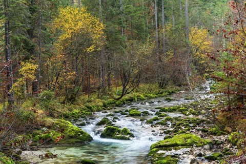 Nature in the Echerntal. The forest stream, rocks with moss. Autumn, colourful autumn leaves.