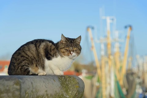 House cat on a wall, shrimp cutter of Greetsiel in the background, blue sky, North Sea, Lower