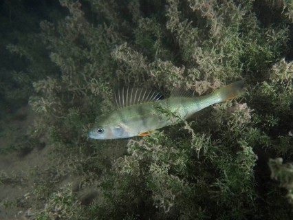 A striped fish, perch (Perca fluviatilis), Egli swims among the algae in a green underwater