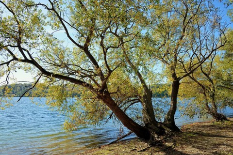 Willows (Salix) with autumn leaves on the lakeshore, blue sky, Möhnetalsperre, North