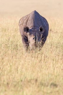 Black rhinoceros (Diceros bicornis) on a grass savanna in Africa, Maasai Mara National Reserve,