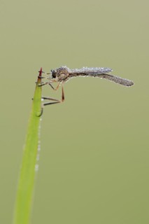 Striped slender robber fly (Leptogaster cylindrica) with dewdrops, North Rhine-Westphalia, Germany,