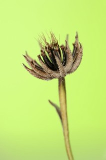 Cretaceous ragwort (Hedypnois rhagadioloides, Hedypnois cretica), fruit stand, Camargue, Provence,