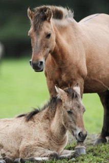 Dülmener Wildpferd, mare with foal, Merfelder Bruch, Dülmen, North Rhine-Westphalia, Germany,