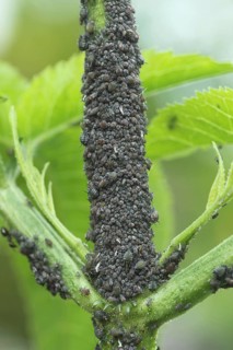 Black elderberry aphids (Aphis sambuci) colony on elderberry stems (Sambucus) Allgäu, Bavaria,