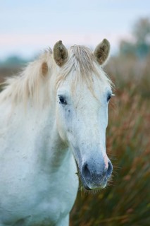 Close-up of a white Camargue horse with a long mane on a green meadow in a quiet atmosphere,