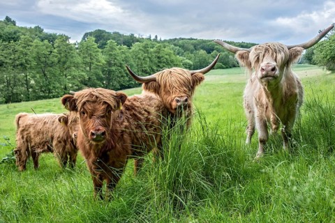 Highland cattle, Highland Cattle or Kyloe (Bos primigenius f. taurus), shaggy coat covers eyes,