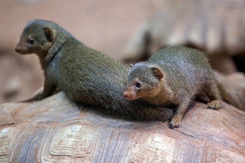 Dwarf mongoose (Helogale), sitting on turtle, captive, Germany, Europe