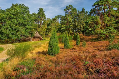 Heath landscape with sheepfold, Bispingen, Lüneburg Heath, Lower Saxony, Germany, Europe