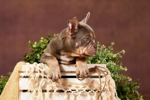 Isabella tan French Bulldog puppy in box with boho decor in front of brown background