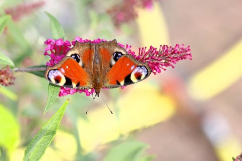 Peacock butterfly (Inachis io) sucking nectar on butterfly bush (Buddleja davidii), in a natural