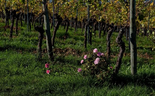 Roses, rosebush as an early warning system for mildew infestation, vineyard, vines, grapevines,