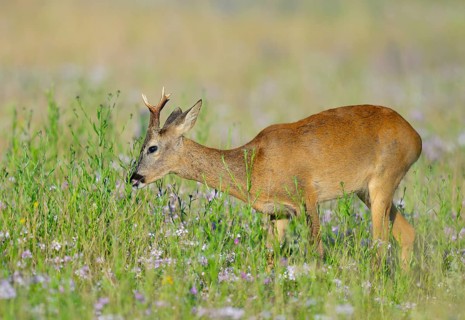 Roe deer (Capreolus capreolus), roebuck standing in a colourful spring meadow with clover