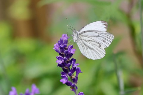 Rape white butterfly (Pieris napi), collecting nectar from a flower of Common lavender (Lavandula
