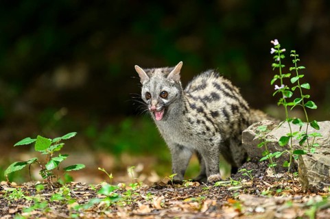 Common genet (Genetta genetta), wildlife in a forest, Montseny National Park, Catalonia, Spain,
