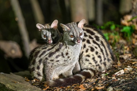 Two Common genets (Genetta genetta), cuddling wildlife in a forest, Montseny National Park,