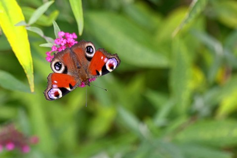 Peacock butterfly (Inachis io) sucking nectar on butterfly bush (Buddleja davidii), in a natural