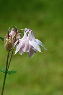 Columbine (Aquilegia vulgaris), white flower at the edge of a forest, Wilnsdorf, North