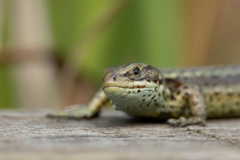 Common lizard (Zootoca vivipara) adult reptile basking on a wooden sleeper, England, United