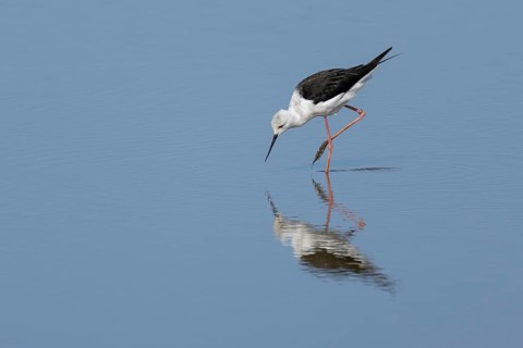 Black winged stilt (Himantopus himantopus) adult wading bird feeding in shallow water, England,