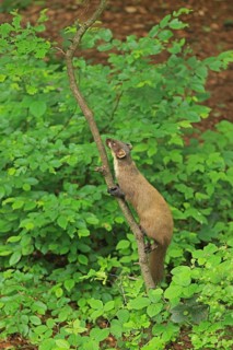 Pine marten