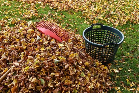 Remove withered leaves, autumn leaves in the garden, Schleswig-Holstein, Germany, Europe
