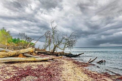 Uprooted trees on the Baltic Sea beach, dark clouds on the Baltic Sea coast near Graal-Müritz,