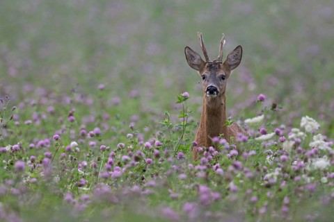 Roebuck in the clover field, Wittlich, Rhineland-Palatinate, Germany, Europe