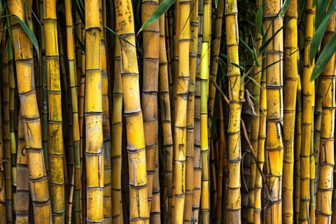 Close up of yellow sugarcanes. KI generiert, generiert, AI generated