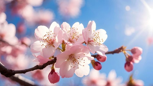 Blooming cherry blossoms with soft pink petals against a clear blue sky, with delicate sunlight