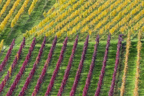 Vineyards in autumn, Rotenberg, Stuttgart, Baden-Württemberg, Germany, Europe