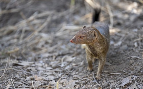 Slender mongoose (Herpestes sanguineus) Kruger National Park, South Africa, Africa