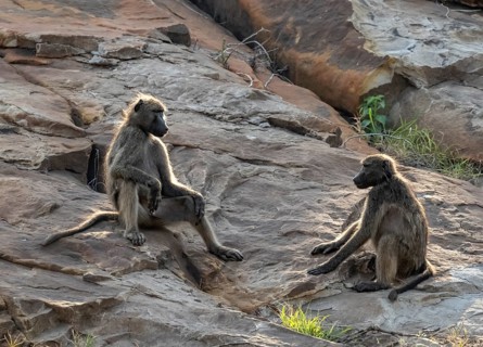 Chacma baboons (Papio ursinus), sitting on stones, Kruger National Park, South Africa, Africa