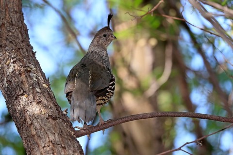 Gambel's quail (Callipepla gambelii), adult, female, on tree, alert, Sonoran Desert, Arizona, North