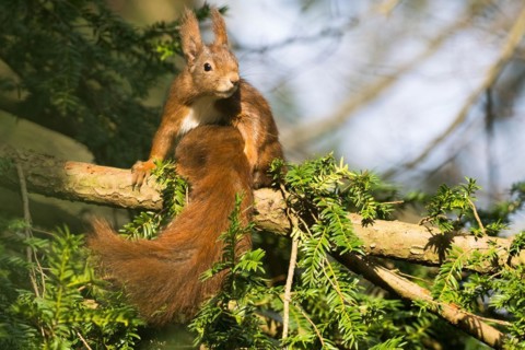 Attentive eurasian red squirrel (Sciurus vulgaris) with fluffy fur sitting on a tree branch in the