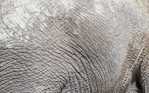 African elephant (Loxodonta africana), detail, wrinkled skin, Etosha National Park, Namibia, Africa