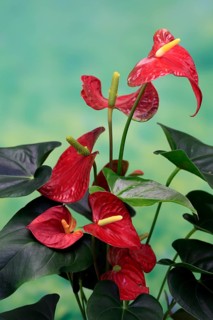 Flamingo flower (Anthurium), flowering, houseplant, Ellerstadt, Germany, Europe
