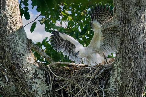 4 month old Harpy Eagle chick, Harpia harpyja, doing flight exercise in the nest, Alta Floresta,