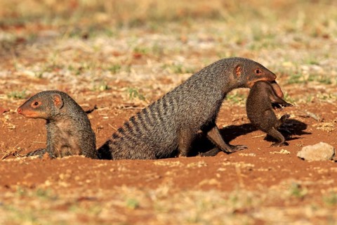 Zebra mongoose (Mungos mungo), adult with young, neck bite, mother carrying young, Kruger National