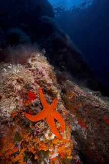 Orange-coloured starfish (Hacelia attenuata) in the Mediterranean Sea near Hyères. Dive site marine